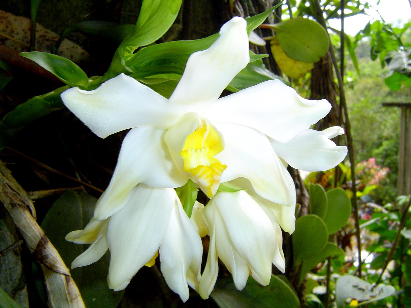 Alemanes, japoneses y chinos saquean orquídea mexicana - Paginabierta