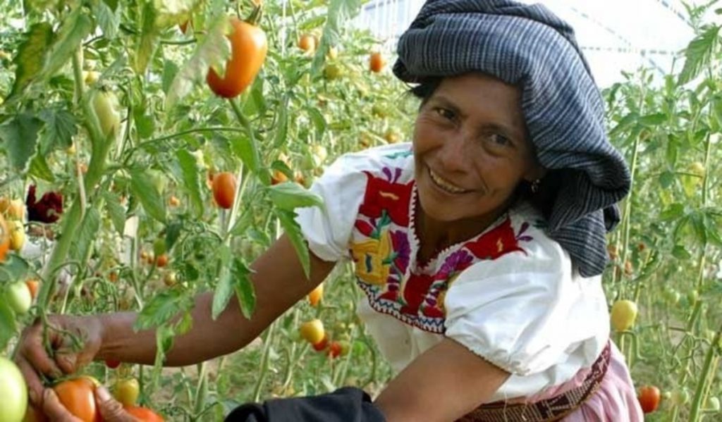 https://paginabierta.mx/wp-content/uploads/2016/11/10sen.jpg