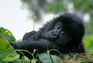 Baby mountain gorilla (about 1 year old) in the Virunga National Park. Gorilla/Berggorilla im Kongo Regenwald. Baby Berggorilla spielt im Kongo Regenwald, 1 Jahr alt.