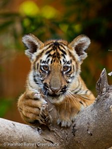 Young tiger in Tadoba reserve.
