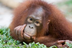 A baby Orangutan plays at the Borneo Orangutan Survival Foundation (BOS). The clearing of the land for palm oil is a threat to wildlife in the area, including these orangutans that have been rescued because their natural habitat has been destroyed.