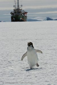 An Adelaide penguin on the Antarctic ice shelf with the MY Arctic Sunrise in the background. The Arctic Sunrise is in the Southern Ocean as part of the ‘Defending Our Oceans Tour’ to document and disrupt the continued whaling in the Southern Ocean Whale Sanctuary. Greenpeace is using every available peaceful means to bring the hunt to an early end and make it the last time the Sanctuary is breached by the whalers.