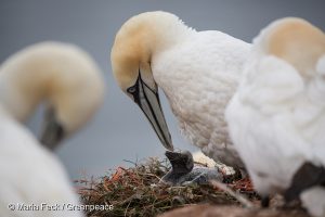 Gannets (northern gannet Morus bassanus) on the "Lummenfelsen" in Heligoland. The birds use plastic waste and parts of fishery nets (Dolly ropes) to build their nests on the rock. The ropes can lead to death by strangulation. Seevoegel, Basstoelpel (Morus bassanus) mit Plastikmuell auf dem "Lummenfelsen" auf Helgoland. Die Voegel nutzen Plastikmuell und Teile von Fischernetzen (Dolly Ropes) um ihre Nester zu bauen.