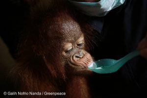 A rescued 7 month old orangutan (Pongo pygmaeus) named Otan under the custody of the Conservation and Natural Resources (BKSDA), an orangutan rehabilitation centre in Sungai Ambawang Kubu Raya, West Kalimantan. The baby orangutan was rescued from forest fires while drinking water from a river in an oil palm plantation near the village of Linga, Sungai Ambawang Kubu Raya.