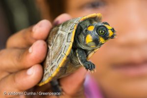 Munduruku child with a young yellow-spotted river turtle (Podocnemis unifilis). Sawré Muybu Indigenous Land, home to the Munduruku people, Pará state, Brazil. Brazilian Government plans to build 43 dams in the Tapajós river basin. The largest planned dam, São Luiz do Tapajós, will impact the life of indigenous peoples and riverside communities. Mega-dams like these threaten the fragile biome of the Amazon, where rivers are fundamental to regeneration and distribution of plant species and the survival of local flora. Renewable energy, such as solar and wind, holds the key to Brazil’s energy future. Criança Munduruku com filhote de tracajá (Podocnemis unifilis). Terra Indígena Sawré Muybu, do povo Munduruku, no Pará. O governo brasileiro planeja construir 43 hidrelétricas na bacia do Tapajós. A maior delas, São Luiz do Tapajós, terá impacto sobre a vida dos povos indígenas e comunidades ribeirinhas. Barragens como essas ameaçam o frágil bioma da Amazônia, onde os rios são fundamentais para a regeneração e distribuição de espécies vegetais e a sobrevivência da flora local. Energias renováveis, como solar e eólica, detêm a chave para o futuro energético do Brasil. Itaituba, Pará. 27/02/2016. Foto: Valdemir Cunha/Greenpeace.