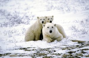 A polar bear with two juveniles near Churchill, Manitoba. A report by Ian Sterling with the Canadian Wildlife Service links a decline in the weight of adult polar bears in the western Hudson Bay area to global warming.