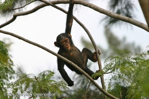 A young female orphan chimpanzee that was taken in by the Jane Goodall Institute. The chimpanzee is one of three African Great Ape species that occur in the Democratic Republic of the Congo. The chimpanzee is threatened with extinction through the destruction of its habitat and illegal poaching activities.