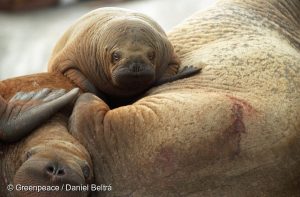 Walrus on iceflow, Chukchi Sea.