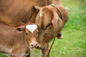Cow and calf at Augustine Wanyanga's farm in Sauri, Siaya County. Greenpeace launches the report titled "Building Environmental Resilience - A snapshot of farmers adapting to climate change in Kenya".
