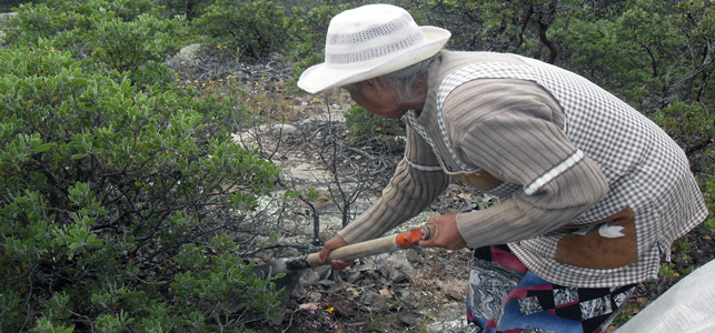 https://paginabierta.mx/wp-content/uploads/2017/02/20fao.jpg
